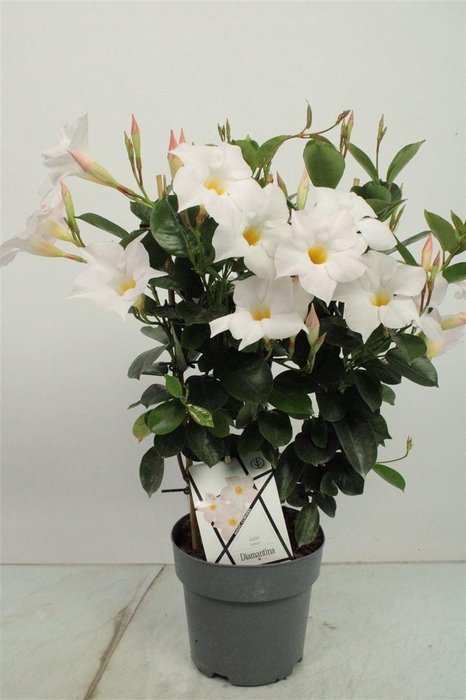 <h4>MANDE DI JADE WHITE</h4>