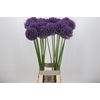 Allium Ambassador