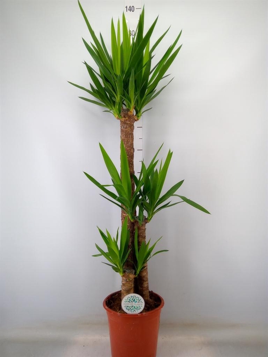 <h4>Yucca   ...</h4>