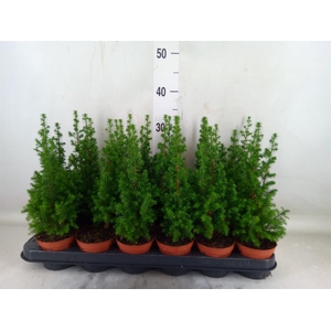 Chamaecyparis thyo. 'Top Point'