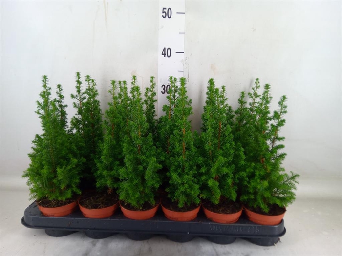 <h4>Chamaecyparis thyo. 'Top Point'</h4>