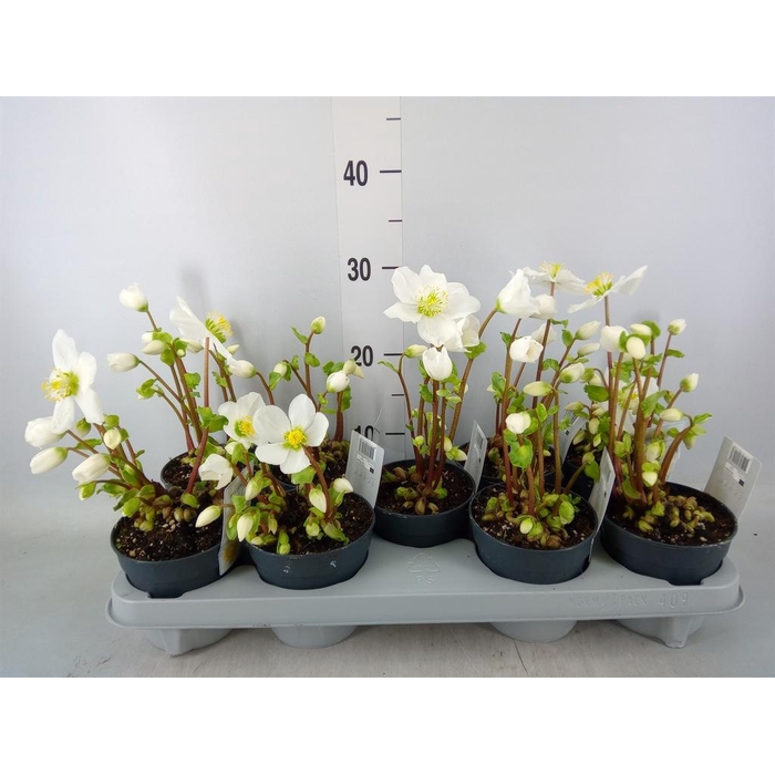 <h4>Helleborus niger 'Verb Beauty'</h4>