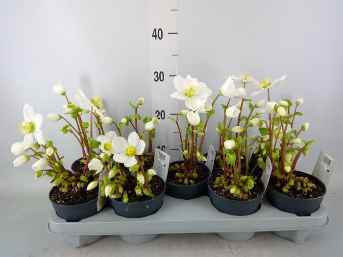 <h4>Helleborus niger 'Verb Beauty'</h4>