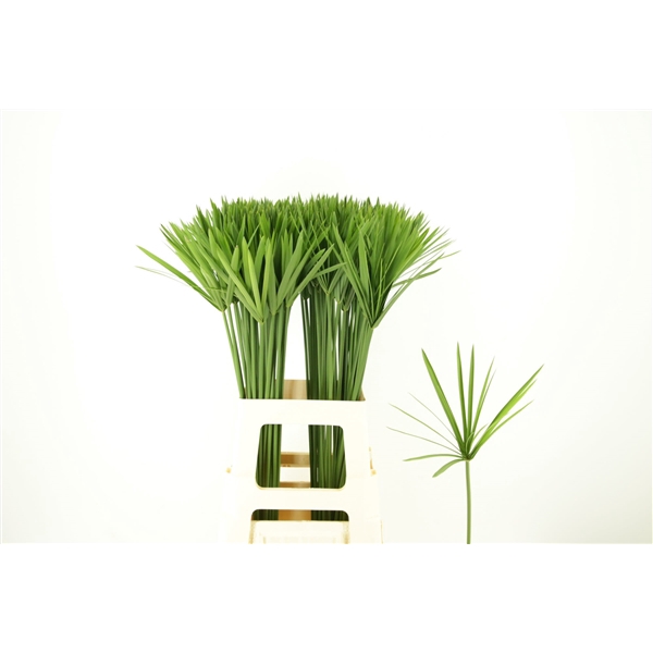 <h4>Cyperus Glaber</h4>