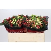 Hypericum Rainbow Romance