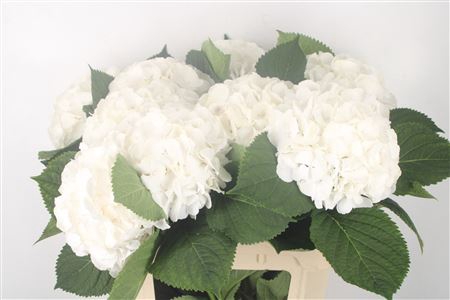 <h4>Hydr M White Verena</h4>