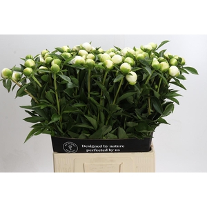 Paeonia Duchesse De Nemours