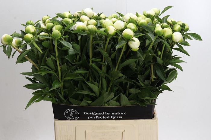 Paeonia Duchesse De Nemours