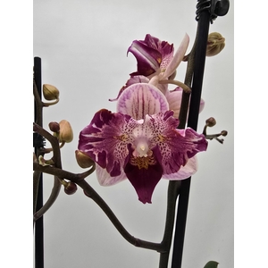 Phalaenopsis overig
