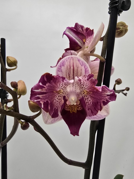 <h4>Phalaenopsis overig</h4>