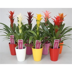 Guzmania gemengd in 6 kl. ribbel keramiek