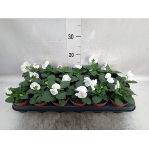 Viola wr. 'Delta Pure White'