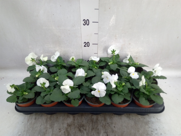 Viola wr. 'Delta Pure White'