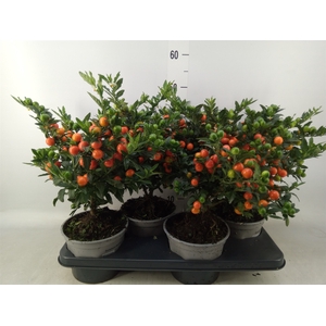 Solanum pseudocapsicum 'Bartoli'