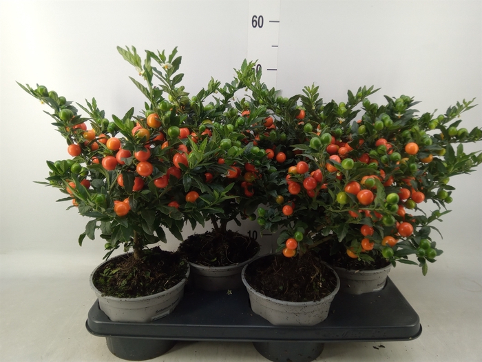 <h4>Solanum pseudocapsicum 'Bartoli'</h4>