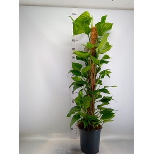 Epipremnum pinn.   ...moss stick