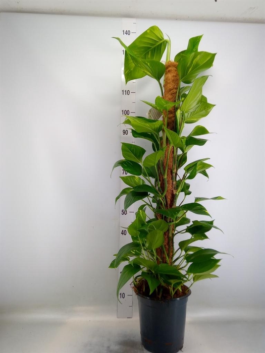 <h4>Epipremnum pinn.   ...moss stick</h4>