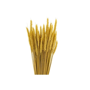 Dried Triticum X5 Yellow Bunch