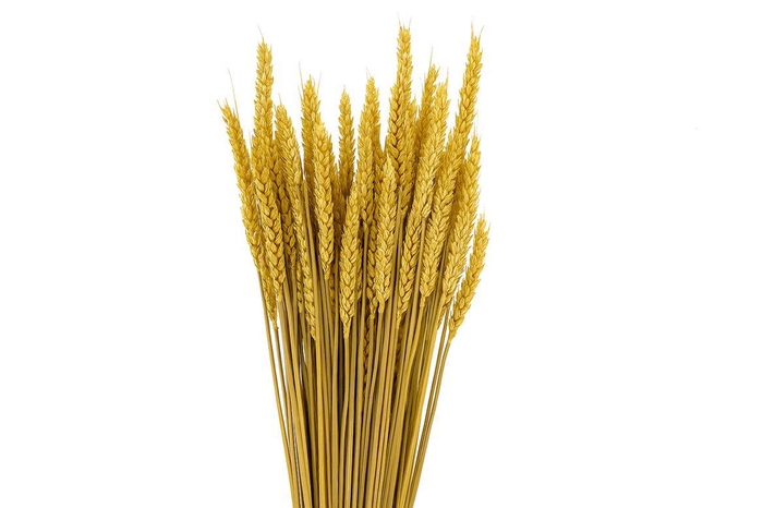 Dried Triticum X5 Yellow Bunch