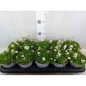 Hutchinsia alpina 'Ice Cube'