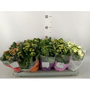 Kalanchoe blos. 'Perfecta'  ..mix 5