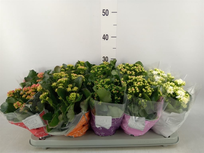 <h4>Kalanchoe blos. 'Perfecta'  ..mix 5</h4>