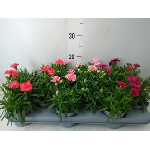Dianthus  'Oscar'   ...mix