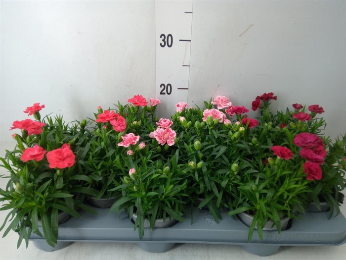 <h4>Dianthus  'Oscar'   ...mix</h4>