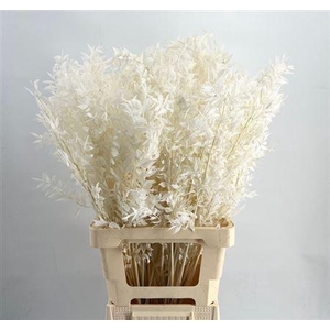 DRIED RUSCUS BLEACHED WHITE