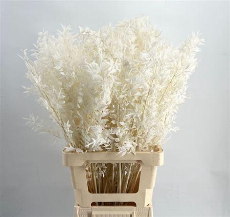 <h4>DRIED RUSCUS BLEACHED WHITE</h4>