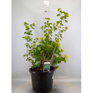 Viburnum opulus 'Roseum'