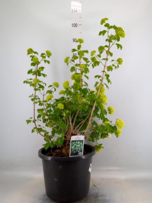 <h4>Viburnum opulus 'Roseum'</h4>