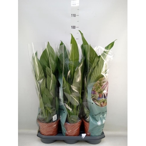 Spathiphyllum  'Bingo Cupido'