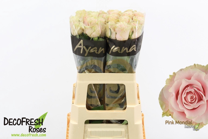 <h4>R Gr Pink Mondial</h4>