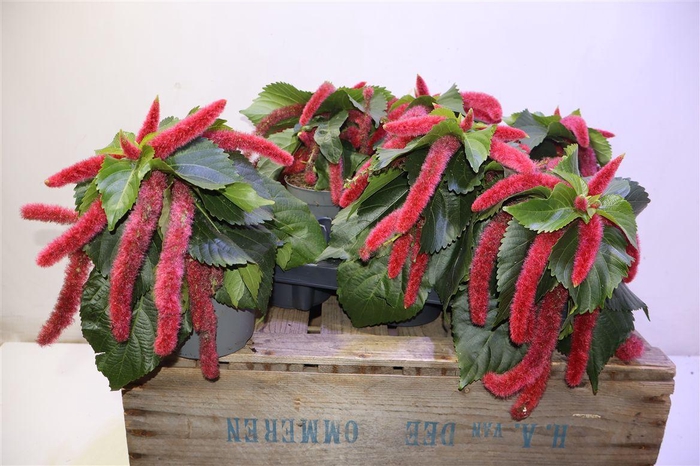 <h4>arr8 Acaly Hispida</h4>