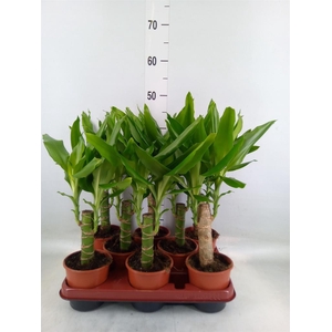 Dracaena frag. 'Steudneri'