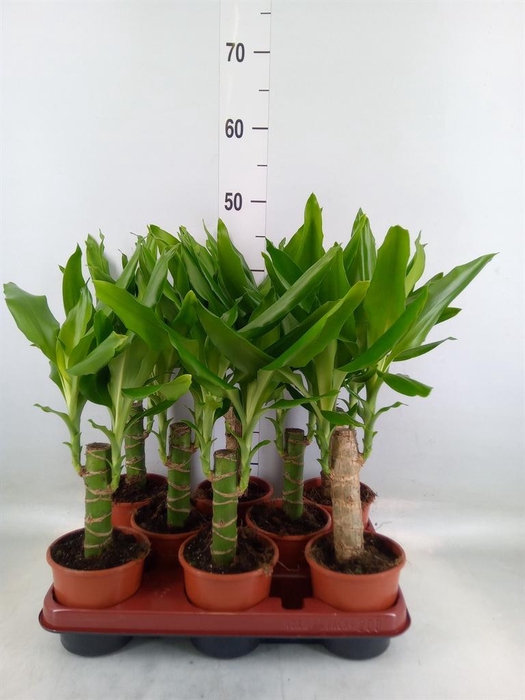 <h4>Dracaena frag. 'Steudneri'</h4>