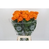 Tagetes Marigold Promise Orange