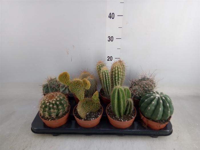 <h4>Cactus   ...mix</h4>