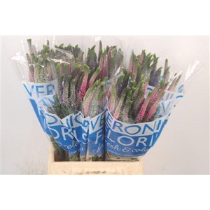 Veronica Smart Colors Mixed