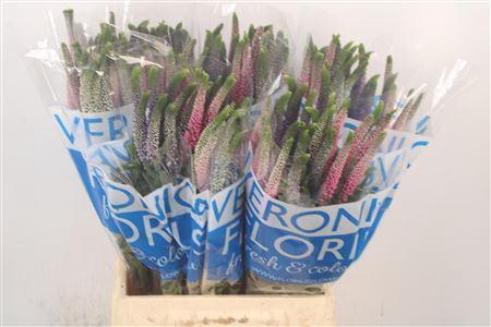 <h4>Veronica Smart Colors Mixed</h4>