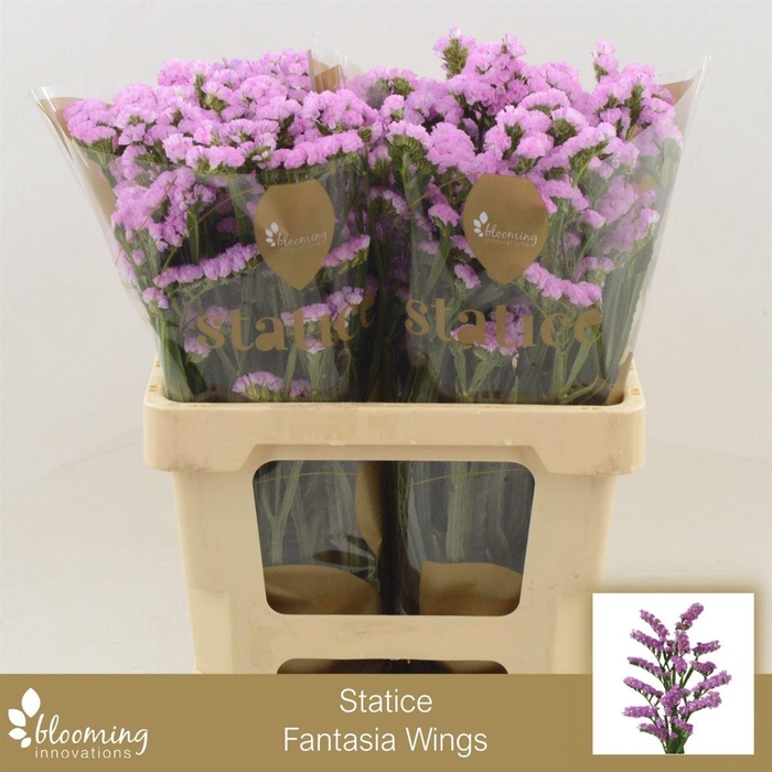 <h4>Statice Fantasia Wings</h4>