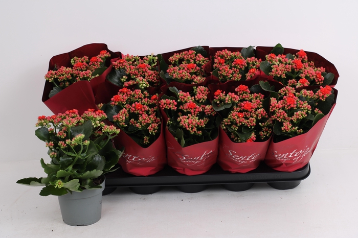 <h4>KAL GE RF NOELLE</h4>