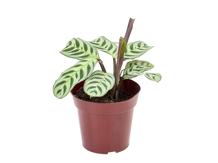MARANTA BURLE MARX P12