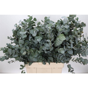 EUC. CINEREA AIR 400 GR ZA