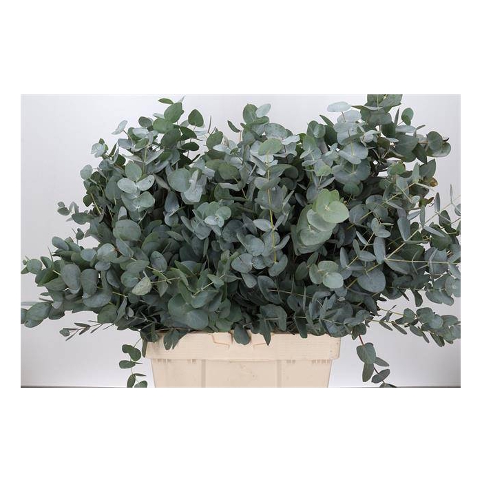 <h4>EUC. CINEREA  AIR ZA 300 GRAM</h4>