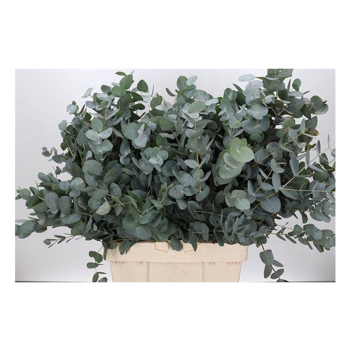 <h4>EUC. CINEREA AIR 300 GR ZA</h4>