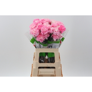 Di St Klb Pastel Pink Funza