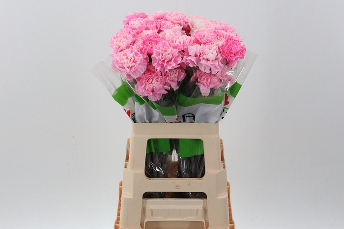 <h4>Di St Tinted PastelPink</h4>