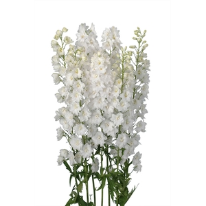 Delphinium Triton White